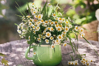 Lily S.